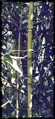 Melanie R. Ferguson PhD LPC 251-648-6192